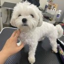 비마인 독 이미지