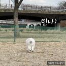 개전부리 이미지