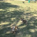 기찬흑염소 이미지