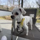 강아지정원 이미지