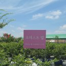 벨 | 아이와 가기 좋은 용인 블루베리체험 포레스트벨 다녀온 후기