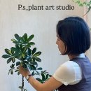 자연가습 이끼 테라리엄 | 식물,고사리.가드닝클래스 – 시흥 창공 가드닝 클래스 후기” _ 피에스플랜트아트스튜디오. 가드닝출강