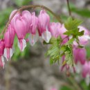 꽃집민박 이미지