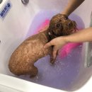 Just Grooming | Just Grooming(저스트그루밍) 애견미용/토리/애프리푸들/갈색푸들/미용후기