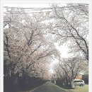 벚고을 이미지