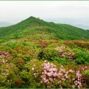 천상의화원 Daum카페