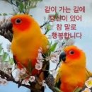 꼬망쎄 이미지