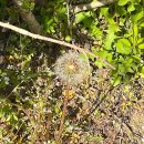 비스트로피자 | 비스트로 피자 방문 후기