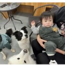 견달산로 | 일산 펫츠힐 중대형견 유치원 &amp; 호텔링 이용후기 _ 믿고가요