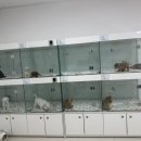 김해 강아지분양 두부네 하루 이미지