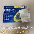 미사약국 | 넥스가드 스펙트라 약국 가격 구매 팁! 하남 미사역에서 저렴하게 득템한 후기