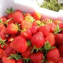 봉동2농장 이미지