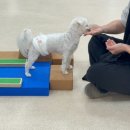 마마스미독펜트하우스 광주애견유치원&애견호텔 본점 이미지