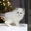 화완옹주 및 정치달 묘 | 일산고양이분양 첫 고양이를 맞이한 날 (실사용 후기 + 꿀팁)