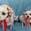 별에서 온 뿌꾸 이미지