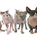 마스터 동물의료센터 이미지