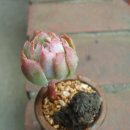 블루아라 이미지