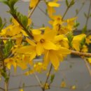 개나리아파트 놀이터 이미지