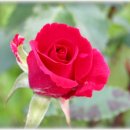 선교녹십자약국 티스토리