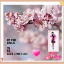 라일락 - 고흥군 축정2길 123 | 라일락