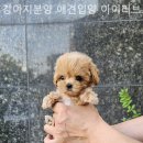 강아지분양 애견입양 아이러브독 인천점 | 인천강아지분양 강아지분양 애견입양 아이러브독 인천점 힐링되는 공간의 분양업체