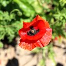 삼봉초등학교난지분교장 이미지