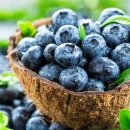 블루베리 이미지