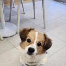 김민성 동물병원 이미지