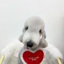 룰루 애견샵 | 이천 장호원 룰루멍 강아지 미용샵 후기💕친절하고 만족했던 반려견 미용. 베들링턴테리어 미용 후기. 집...