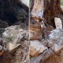 그루터기 이미지