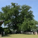 홍산객사 은행나무 이미지