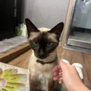 본도시락(회기점) | [서울 회기] 서울 제이에스뷰티 속눈썹펌 후기 (feat. 가는길, 지름길, 주차, 속눈썹펌)