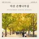 은행나무어린이집 | 아산 가을 명소 &#34;현충사 곡교천 은행나무길&#34; 현황, 주차팁