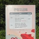 용수골하우스 | 2026년 원주 용수골 꽃양귀비 축제 후기🌺(6/1현상황)
