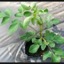 신가네농장 이미지