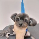 고려애견 이미지