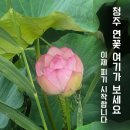 주봉 | 청주 무료 연꽃 명소, 지금 가면 볼 수 있을까? 주봉저수지 후기