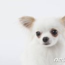 애견호텔 이미지