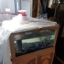 해양곰장어 이미지