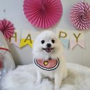 Happy 애견샵 이미지