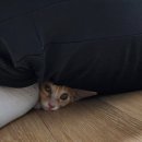 조재진동물병원 이미지