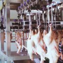 명품닭고기 이미지