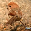 머리농장 이미지