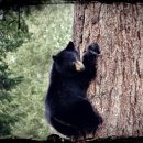 게으른 반달 이미지