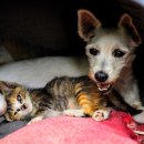 양이멍이 이미지