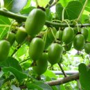 머루다래 이미지