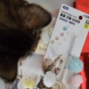 도그프렌즈 | 고양이 다쿠의 다이소 장난감 및 스튜디오얼라이브 달빛식기 등 내돈내산 후기 모음