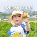 안성 아이랑 가볼만한곳 아리따운열매 감자캐기 체험농장 후기