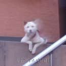 음 Daum카페
