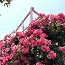 아일로사 | [제주] 아일로사 장미정원2
